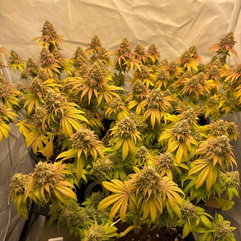 Sweet ZZ growlog timeline photo