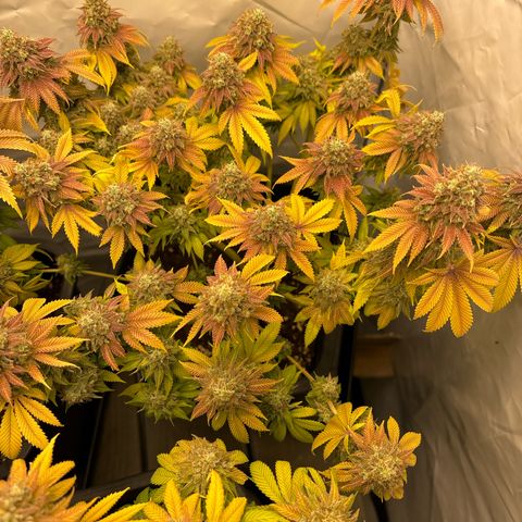 Sweet ZZ growlog timeline photo