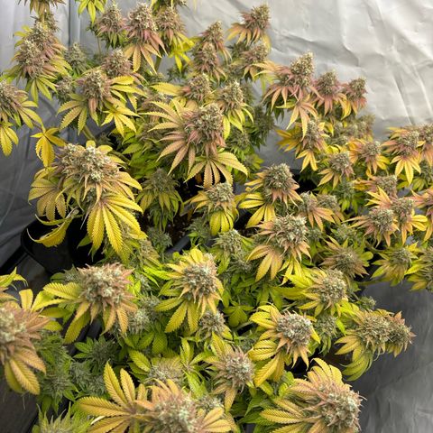Sweet ZZ growlog timeline photo