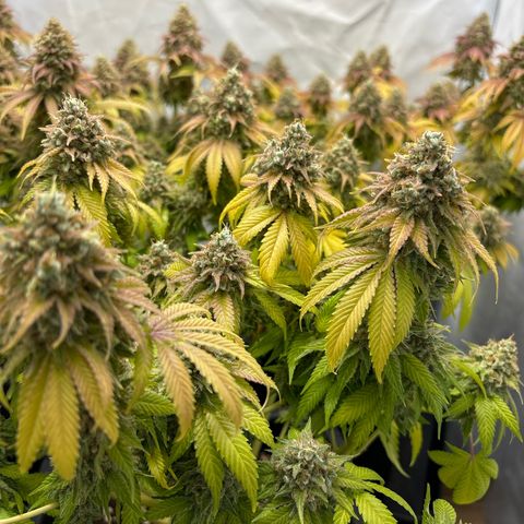 Sweet ZZ growlog timeline photo