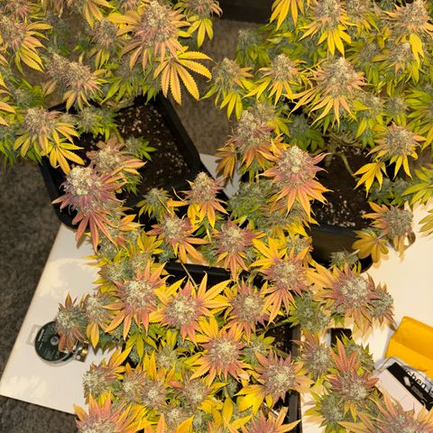 Sweet ZZ growlog timeline photo
