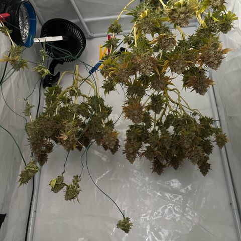 Sweet ZZ growlog timeline photo