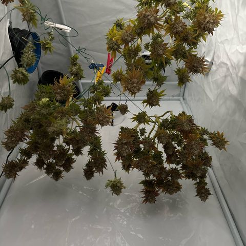Sweet ZZ growlog timeline photo