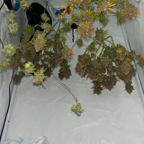 Sweet ZZ growlog timeline photo