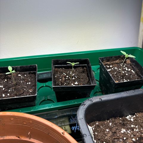 Frozen Fuel growlog timeline photo