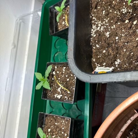 Frozen Fuel growlog timeline photo