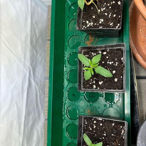 Frozen Fuel growlog timeline photo