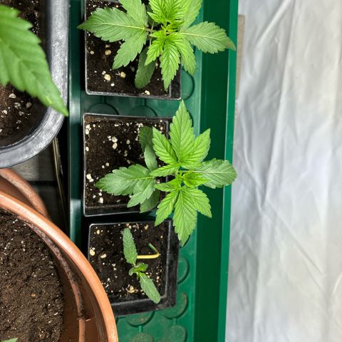 Frozen Fuel growlog timeline photo