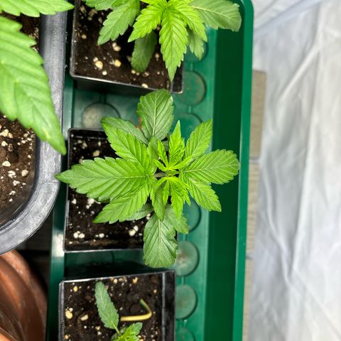 Frozen Fuel growlog timeline photo