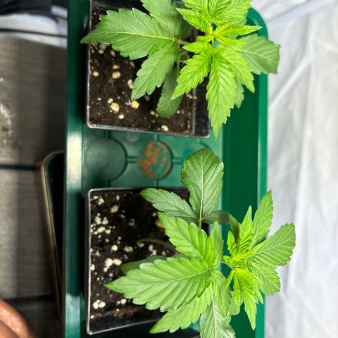 Frozen Fuel growlog timeline photo