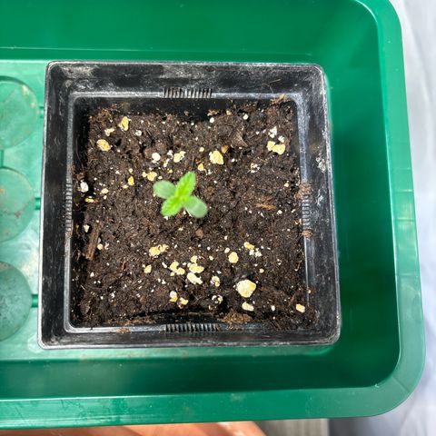 Tropimango growlog timeline photo