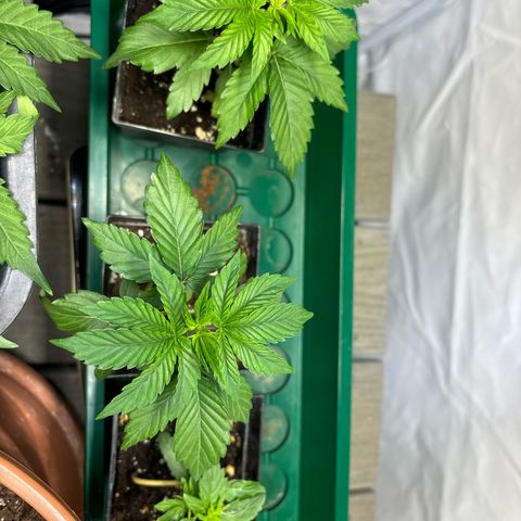 Frozen Fuel growlog timeline photo