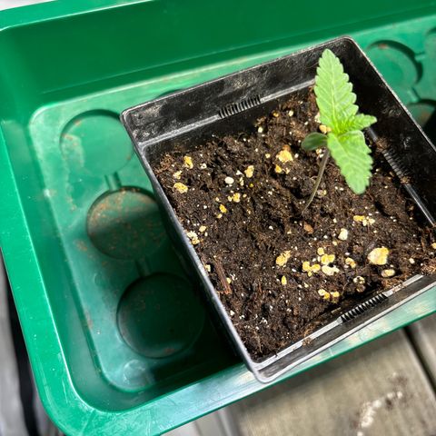 Tropimango growlog timeline photo