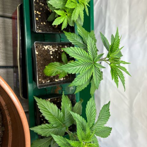 Frozen Fuel growlog timeline photo