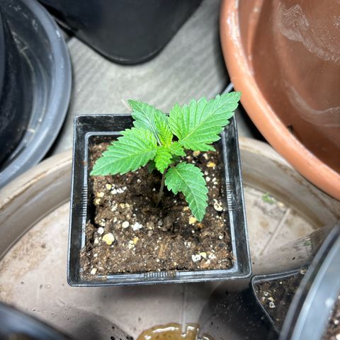 Tropimango growlog timeline photo