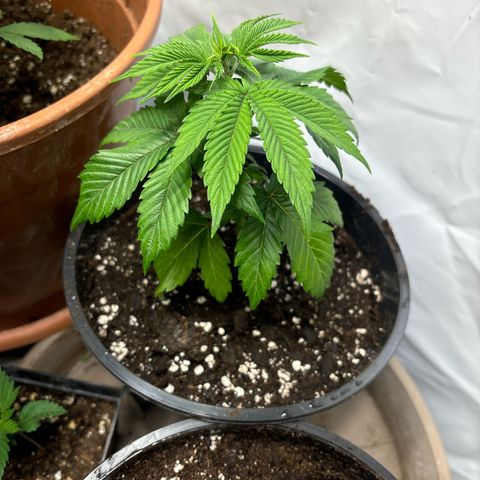 Frozen Fuel growlog timeline photo