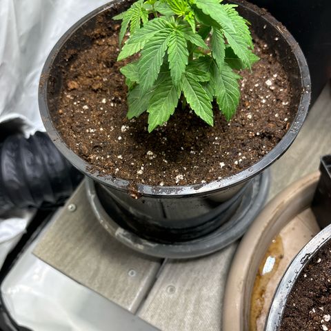 Frozen Fuel growlog timeline photo