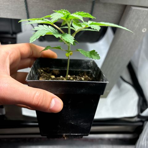 Tropimango growlog timeline photo