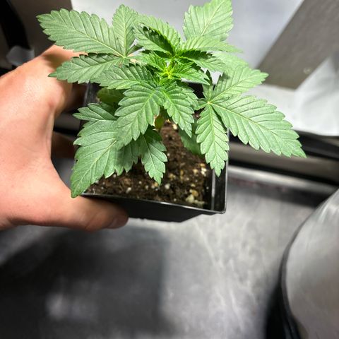 Tropimango growlog timeline photo