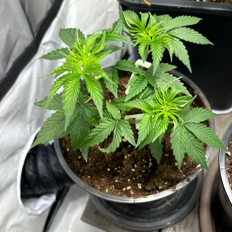 Frozen Fuel growlog timeline photo