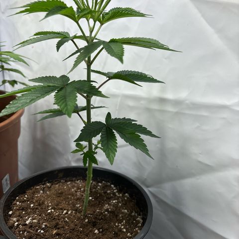 Frozen Fuel growlog timeline photo