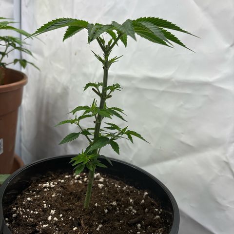 Frozen Fuel growlog timeline photo