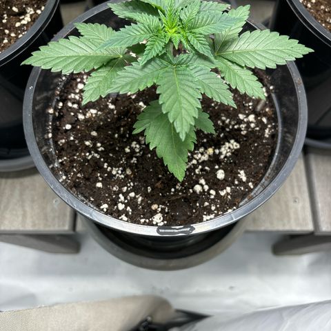 Tropimango growlog timeline photo