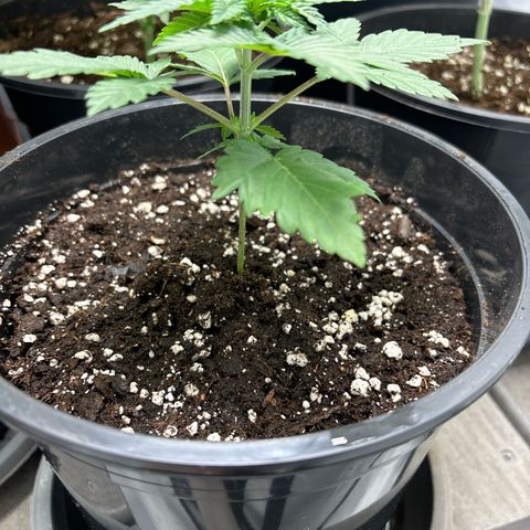 Tropimango growlog timeline photo