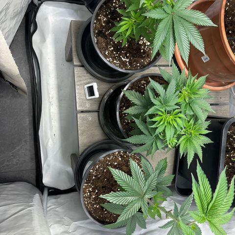 Frozen Fuel growlog timeline photo