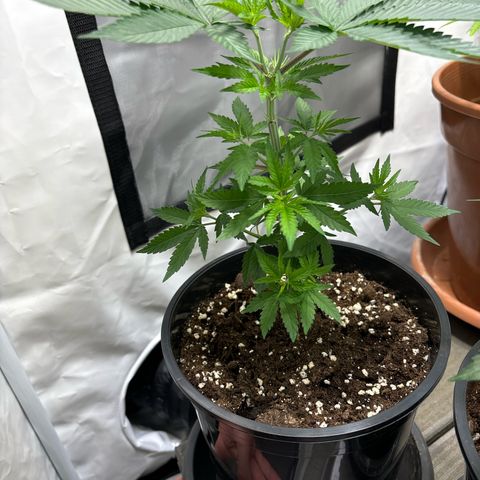 Frozen Fuel growlog timeline photo