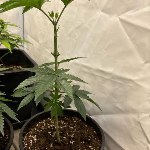 Frozen Fuel growlog timeline photo