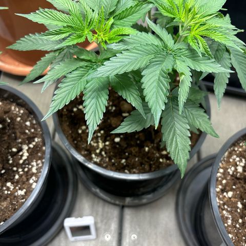 Frozen Fuel growlog timeline photo
