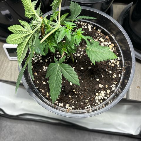 Tropimango growlog timeline photo