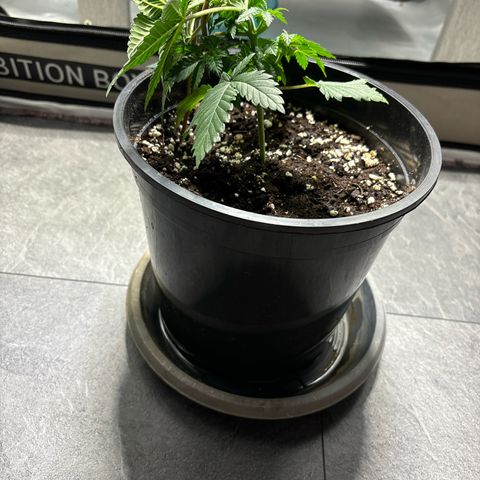 Tropimango growlog timeline photo