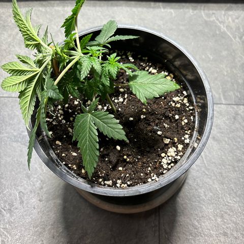Tropimango growlog timeline photo