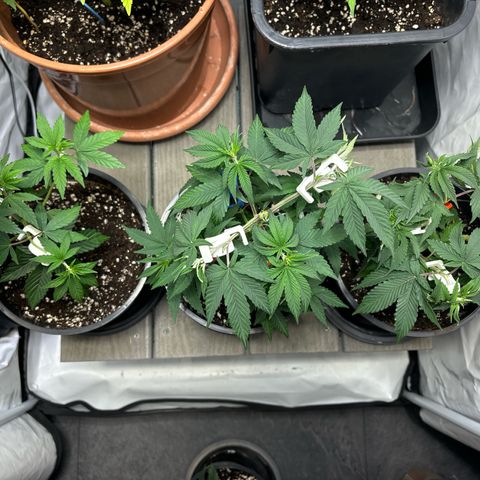 Frozen Fuel growlog timeline photo