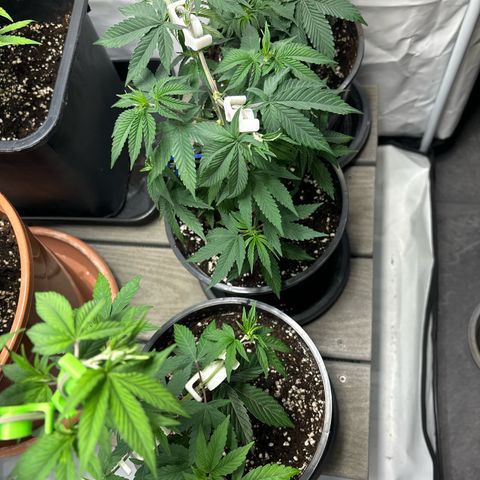 Frozen Fuel growlog timeline photo