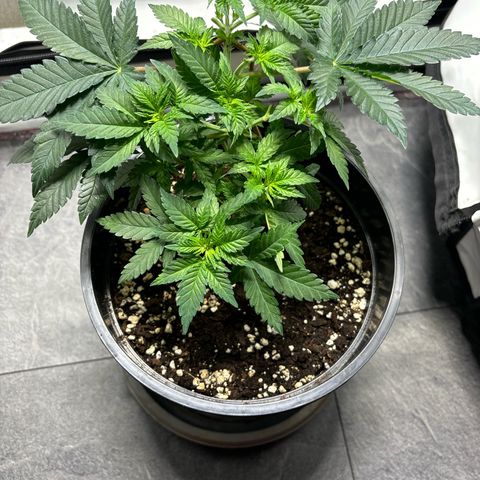 Tropimango growlog timeline photo