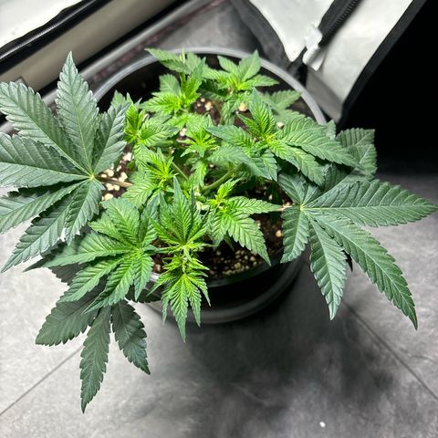 Tropimango growlog timeline photo