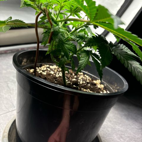 Tropimango growlog timeline photo