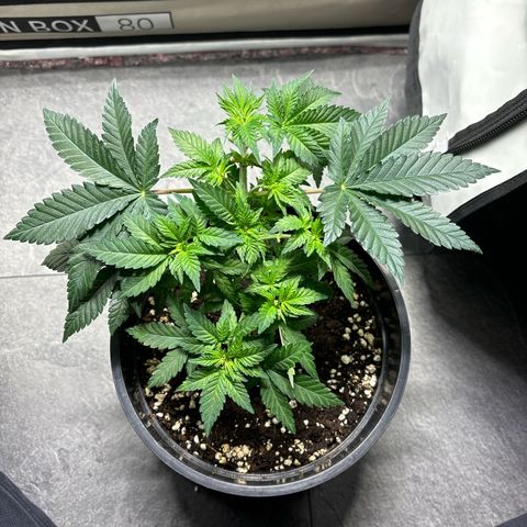 Tropimango growlog timeline photo