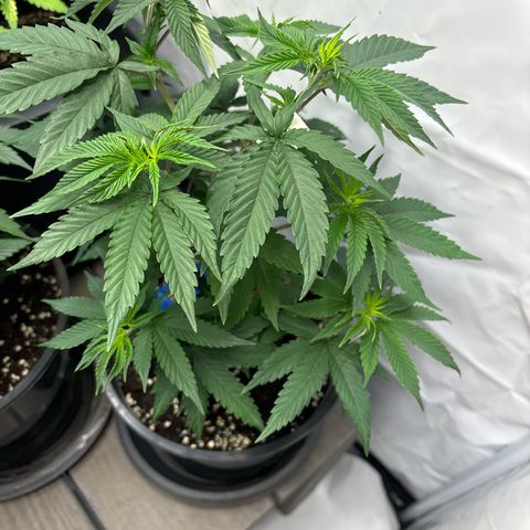Frozen Fuel growlog timeline photo