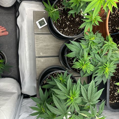 Frozen Fuel growlog timeline photo