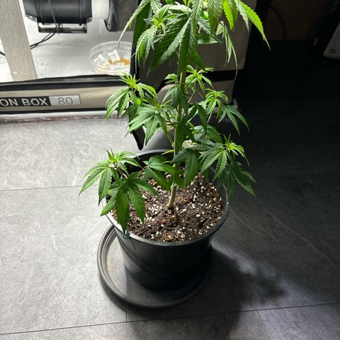Frozen Fuel growlog timeline photo