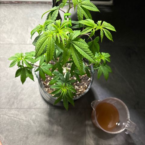 Frozen Fuel growlog timeline photo