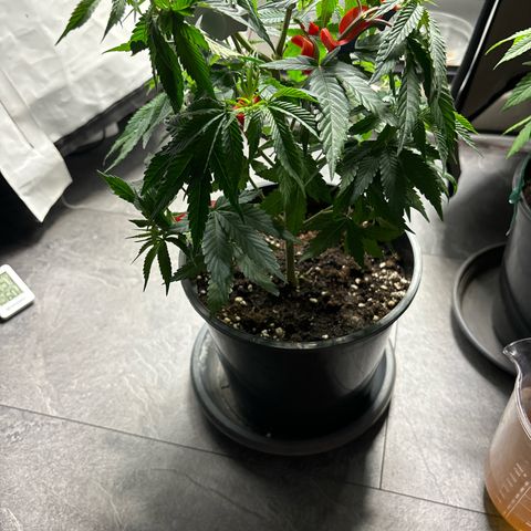 Frozen Fuel growlog timeline photo