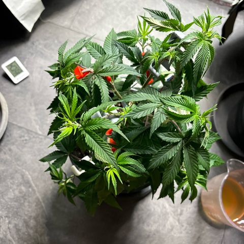 Frozen Fuel growlog timeline photo