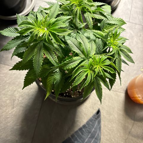 Frozen Fuel growlog timeline photo