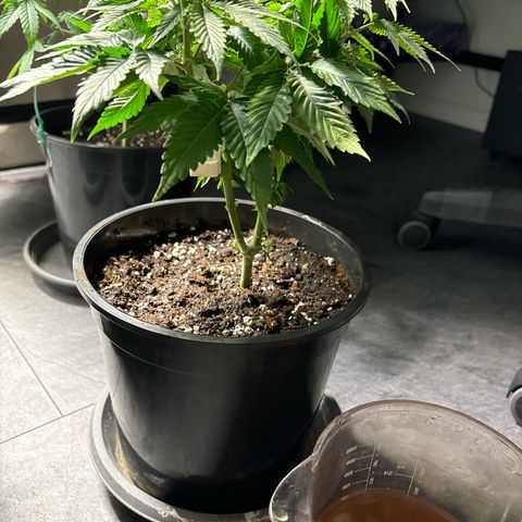Frozen Fuel growlog timeline photo