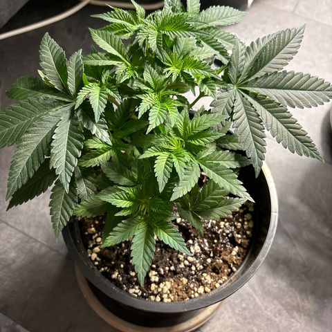 Tropimango growlog timeline photo